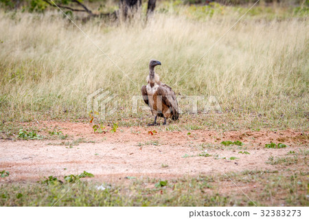 White-backed vulture standing in the grass. 32383273