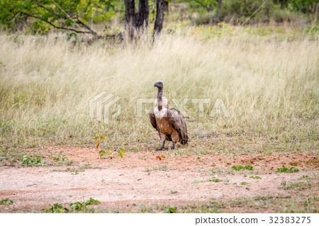 White-backed vulture standing in the grass. White-backed vulture standing in the grass. 32383275