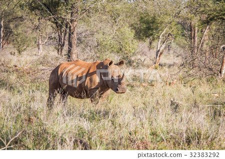 White rhino standing in the grass and starring. White rhino standing in the grass and starring. 32383292