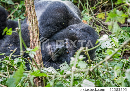 Silverback Mountain gorilla laying down. Silverback Mountain gorilla laying down. 32383293