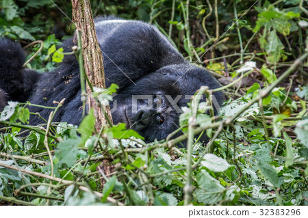 Silverback Mountain gorilla laying down. Silverback Mountain gorilla laying down. 32383296