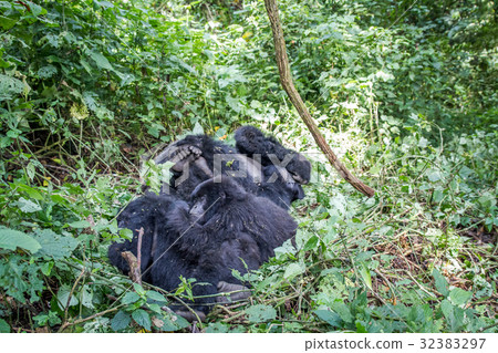 Family of Mountain gorillas in the bush. 32383297