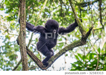 Baby Mountain gorilla climbing in a tree. 32383313