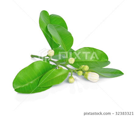 grapefruit flowers and leaves isolated grapefruit flowers and leaves isolated 32383321