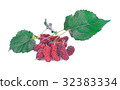 fresh organic mulberries with green berry leaf  32383334