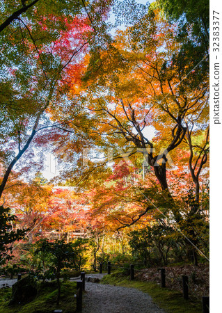 Autumn leaves of Enko-ji Autumn leaves of Enko-ji 32383377
