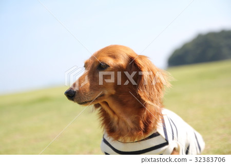 Cute dachs with island background Cute dachs with island background 32383706