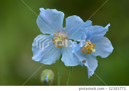 喜馬拉雅山的罌粟 32383771