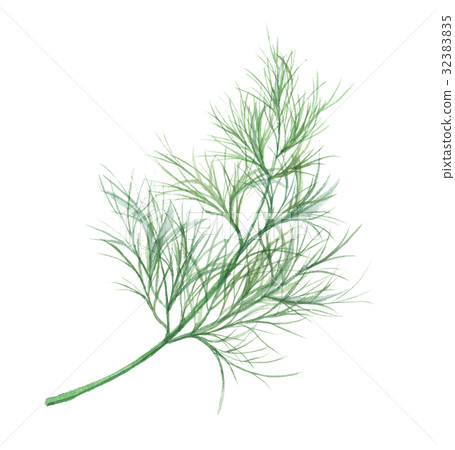 Dill Dill 32383835