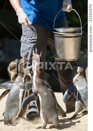 Pinguin is being fed Pinguin is being fed 32383970