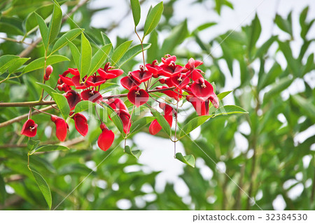 Red American Dicot flowers Red American Dicot flowers 32384530