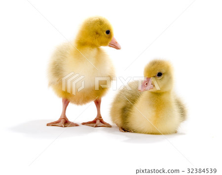 chicken goose 32384539