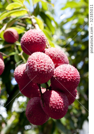 荔枝(荔枝) 荔枝(荔枝) 32385011