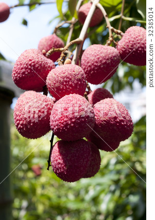 Lychee (Lychee) 32385014