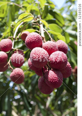 Lychee (Lychee) 32385016