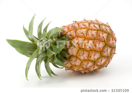 Pineapple of Iriomote Island 32385109