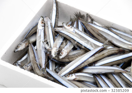 Kibinago(冷凍) Kibinago(冷凍) 32385209