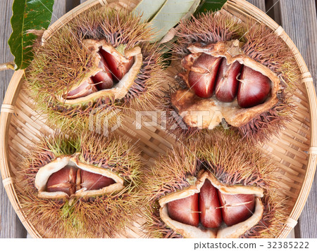 Iga chestnut Iga chestnut 32385222