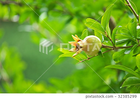 Young pomegranate fruits 32385299