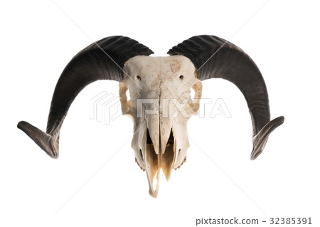 Ram skull with horns 32385391