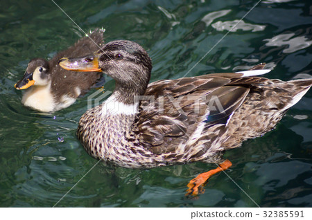 Cane and duckling on a guard lake 32385591