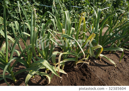 大蒜 大蒜 32385604