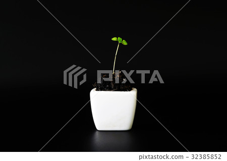 Young plant in a white ceramic pot Young plant in a white ceramic pot 32385852