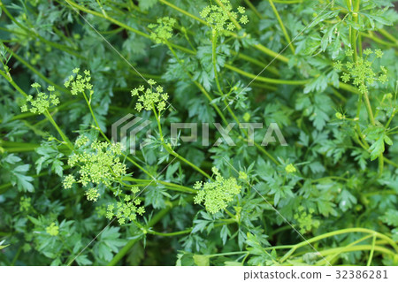 Italian parsley Italian parsley 32386281