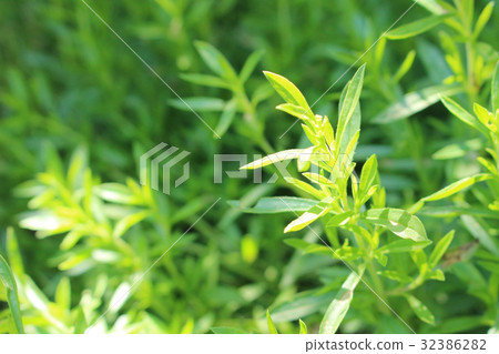 Winter Sevorie Winter Sevorie 32386282