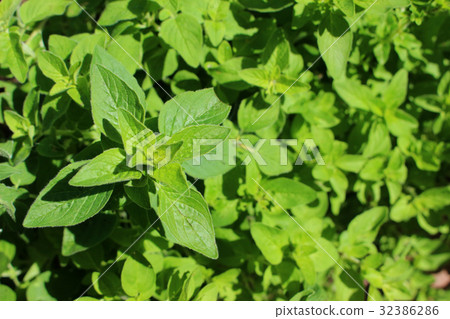 Oregano 32386286