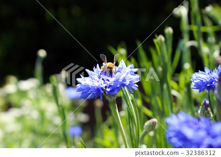 Corn Flour Pollination Stock Photo