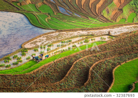 Green Rice fields on terraced in Mu cang chai 32387693