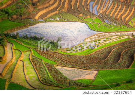 Green Rice fields on terraced in Mu cang chai 32387694