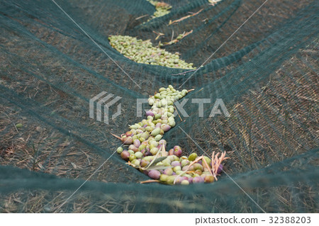 Harvested olives in the net on the ground 32388203