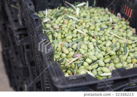 Ripe green olives 32388223