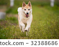跑狗 32388686