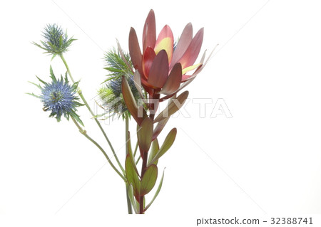 Ryukha Dendron and Elinjem 32388741