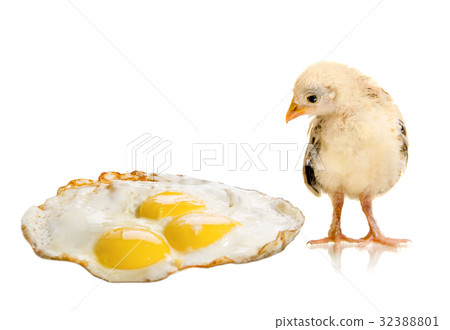 chicken nestling chicken nestling 32388801