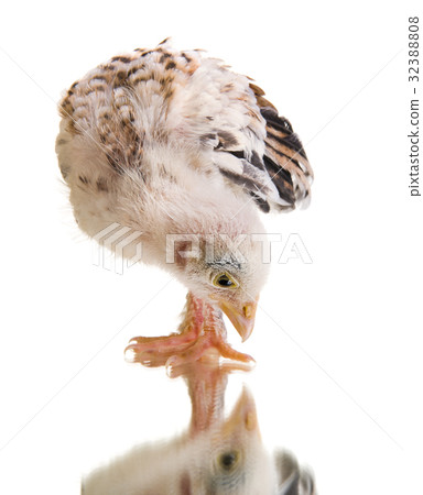 little chick little chick 32388808
