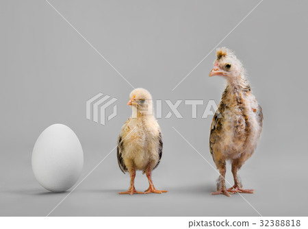 chick and egg 32388818