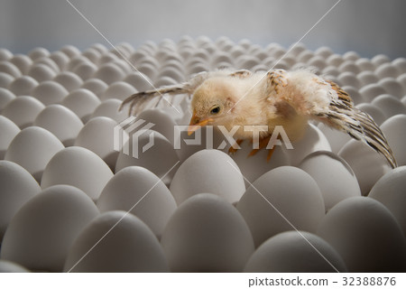 chicken nestling chicken nestling 32388876
