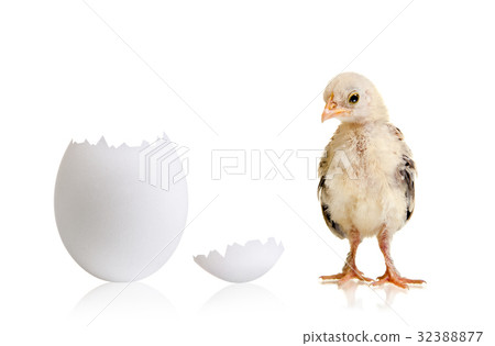 little chick little chick 32388877
