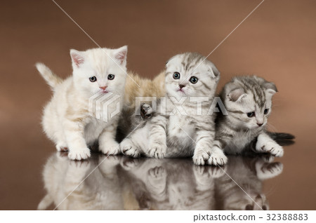 kittens 32388883