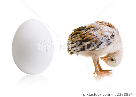little chick 32388884