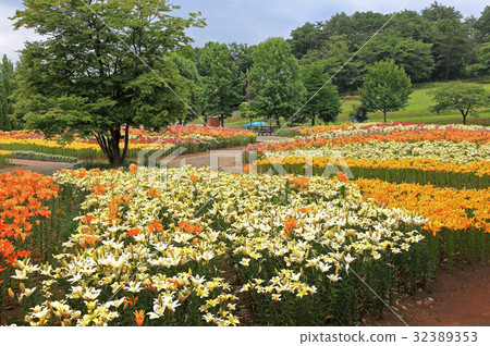 莉莉公園 32389353