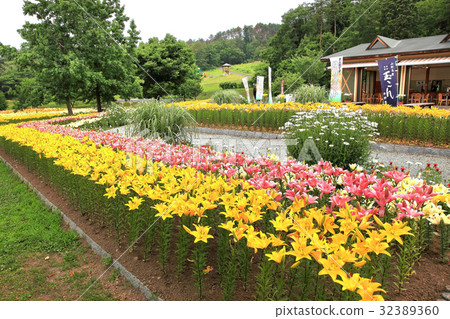 Lily Park Lily Park 32389360