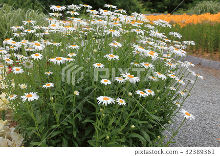 Lily Gardens Hamakura 32389361