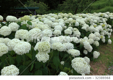 百合花園白色繡球花 百合花園白色繡球花 32389368