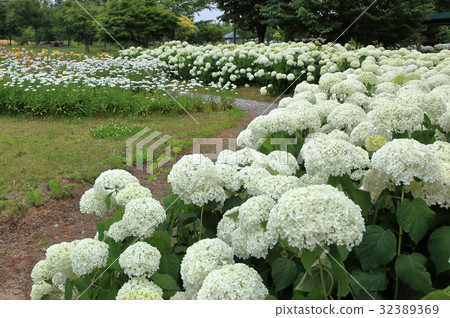 百合花園白色繡球花 32389369