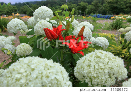 百合花園白色繡球花和紅百合 百合花園白色繡球花和紅百合 32389372